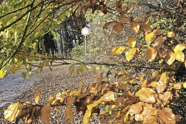 Kfer und hohe Fixkosten trben den Forstbetrieb