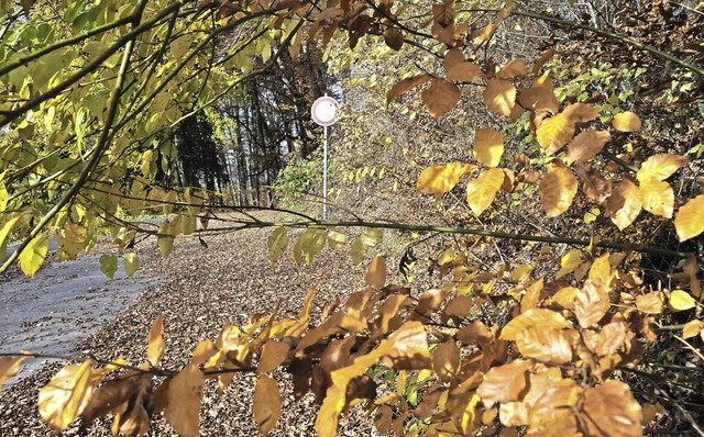 Ist die Bewirtschaftung des Kommunalwa...Sthlingen noch auf dem richtigen Weg?  | Foto: Dietmar Noeske