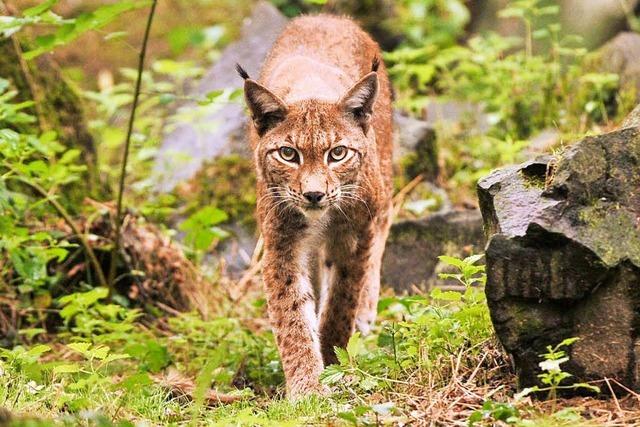 Luchse im Schwarzwald: Es gibt vermehrt Redebedarf