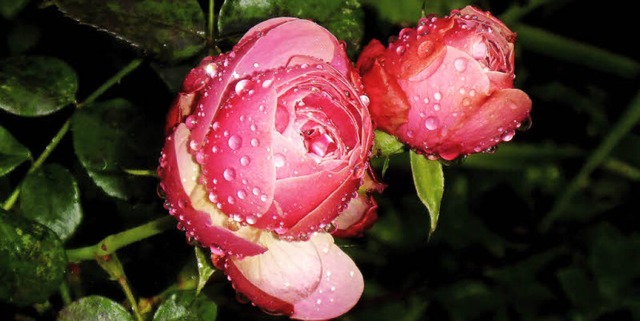 Regenperlen schmcken die erblhende Rose.  | Foto: Dorothea Nusser-Schz