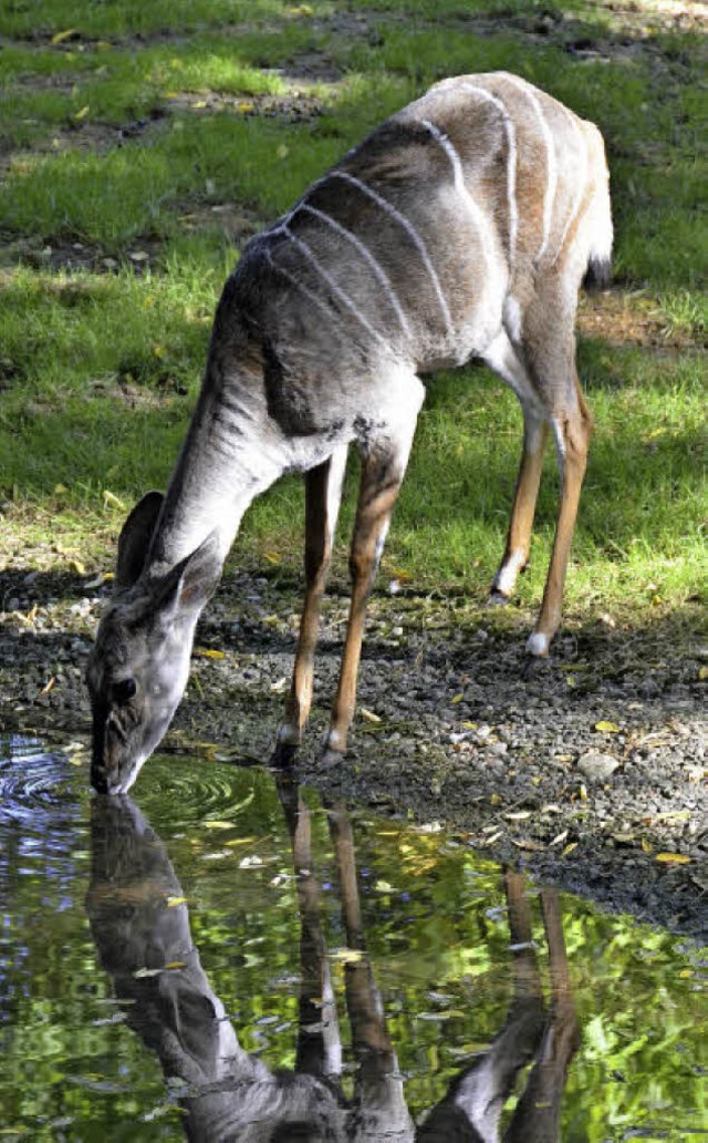 Kleine Kudus im Zoo Basel. Noch sind die Tiere nicht vom Aussterben bedroht.  | Foto: Felix Lieschke