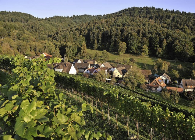 Der Wein wie hier auf dem Muggardt spi...e groe Rolle fr Mllheims Tourismus.  | Foto: Thomas Kunz