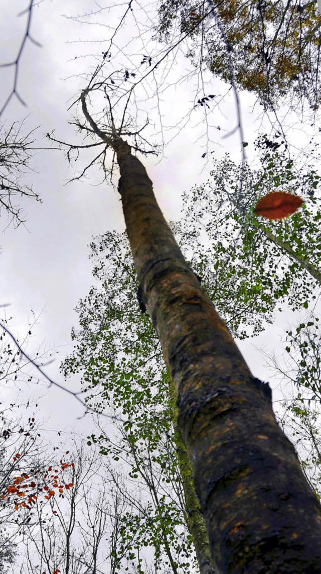 Ein Stamm nach Pilzbefall  (links) und...torbene Esche in der Rheinaue Weisweil  | Foto: Fabian Drr (2)/christian Engel