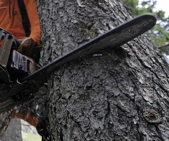 Bumen in Mahlberg und Orschweier geht es an den Kragen.   | Foto: dpa