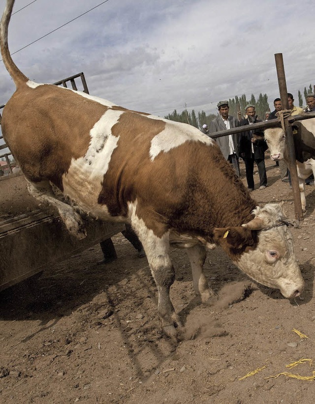 Kuh bei der Landung?   | Foto: dpa