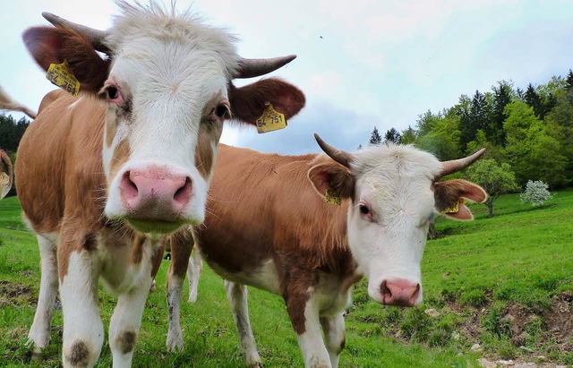 Glckliche Khe, die nicht zusammengep...ei Hinterwlder im Kleinen Wiesental.   | Foto: Sonja Eiche