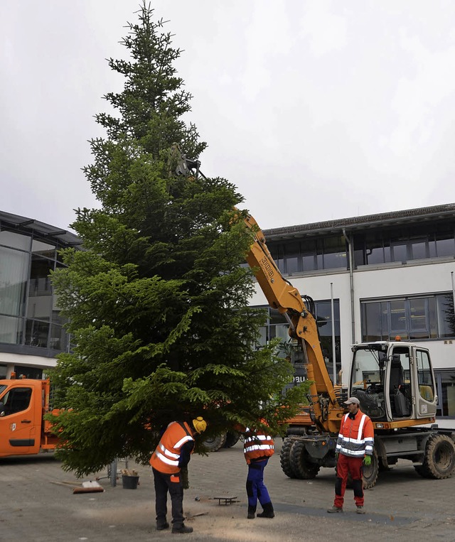 Ein Prachtstck ist es: Der Christbaum...tig zum Weihnachtsmarkt am Samstag.     | Foto: Markus Maier