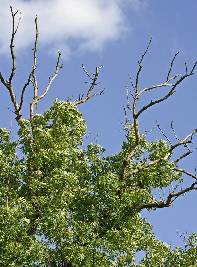 Das Eschentriebsterben bereitet im Hauinger Wald viel Arbeit.   | Foto: dpa