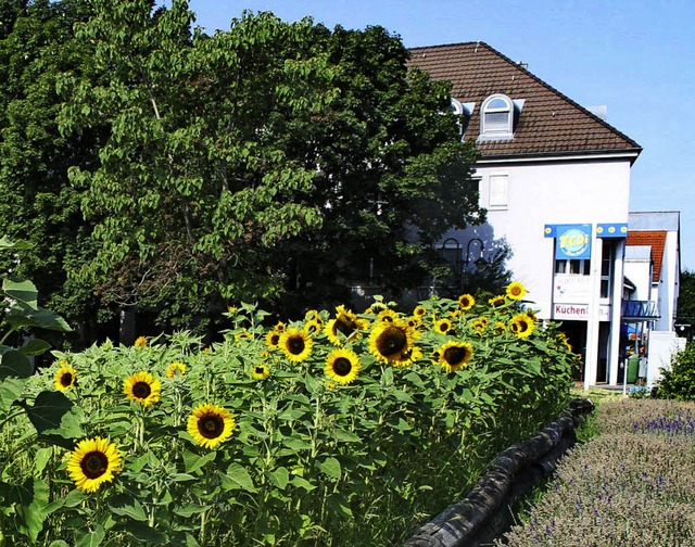 Wo im Sommer 2015 Sonnenblumen blhten...staltung im Oktober das Modell dafr.   | Foto: Albert Greiner/Rolf Reimann