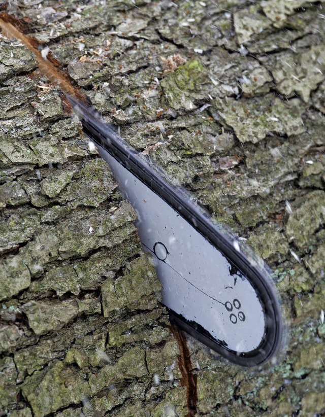 In Offenburg wurden seit 2010 unterm S...ger  Bume gefllt als nachgepflanzt.   | Foto: dpa