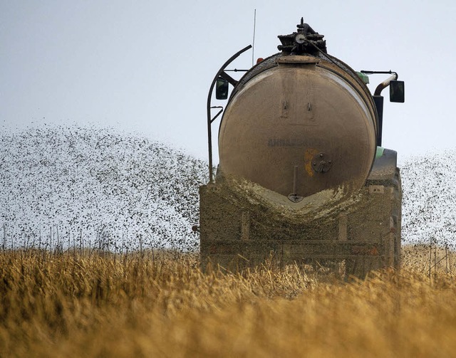 Dngen mit Glle &#8211; viele Bauern ...n nicht, wohin mit ihrem vielen Mist.   | Foto: dpa