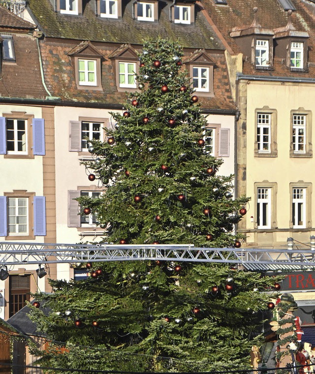 Stattlich und gut gewachsen: der spendierte Weihnachtsbaum.   | Foto: Gerhard Walser
