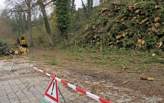 Baumfllarbeiten an der Rieisi  | Foto: Jutta Schtz