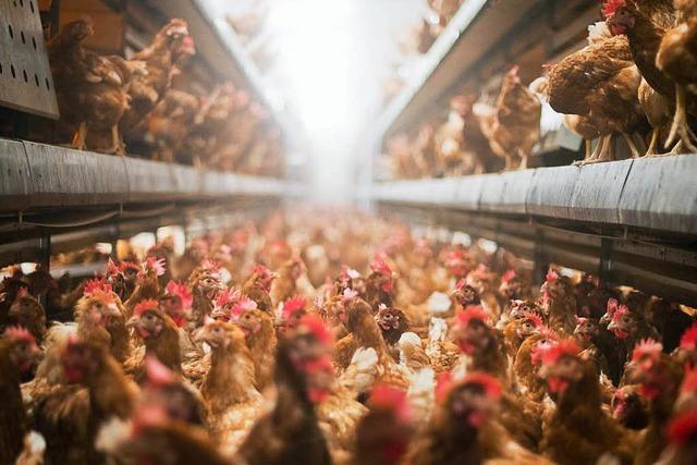 Landwirte in der Region bleiben bislang von der Vogelgrippe verschont