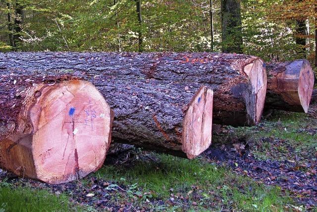 Mit Waldwirtschaft an Nachfahren denken