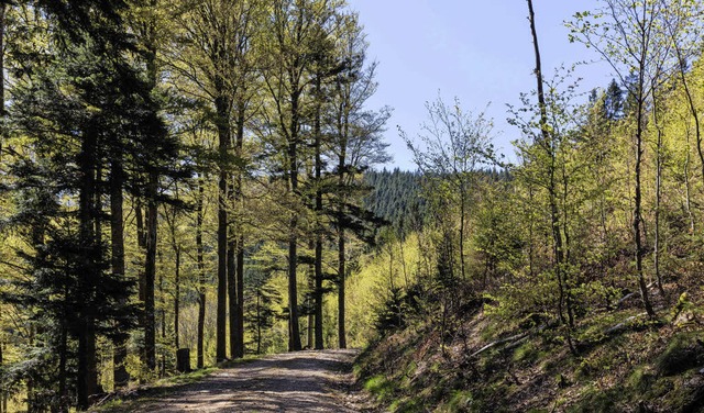 Ohne gut befestigte Waldwege kann der ...017  weiter in den Wegebau investiert.  | Foto: Gabriele Zahn