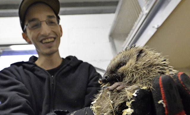 Die 32 neuen Igel-Boxen (Hintergrund) ... 30 Igel aus seiner Box auf die Hand.   | Foto: Michael Bamberger