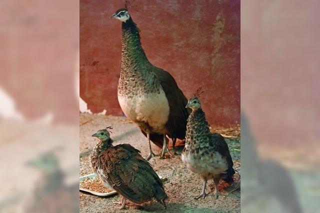 Mundenhof-Geflügel darf wegen der Vogelgrippe nicht mehr raus