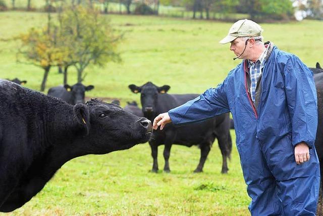 Wie knnen Bauern stressfrei mit ihren Rindern umgehen?