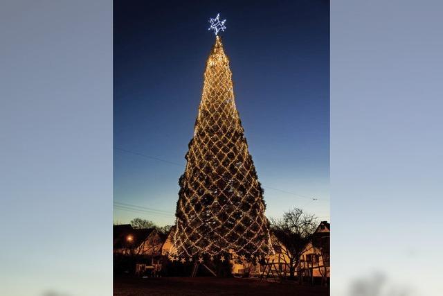 Der grte Baum steht wieder in Schmieheim