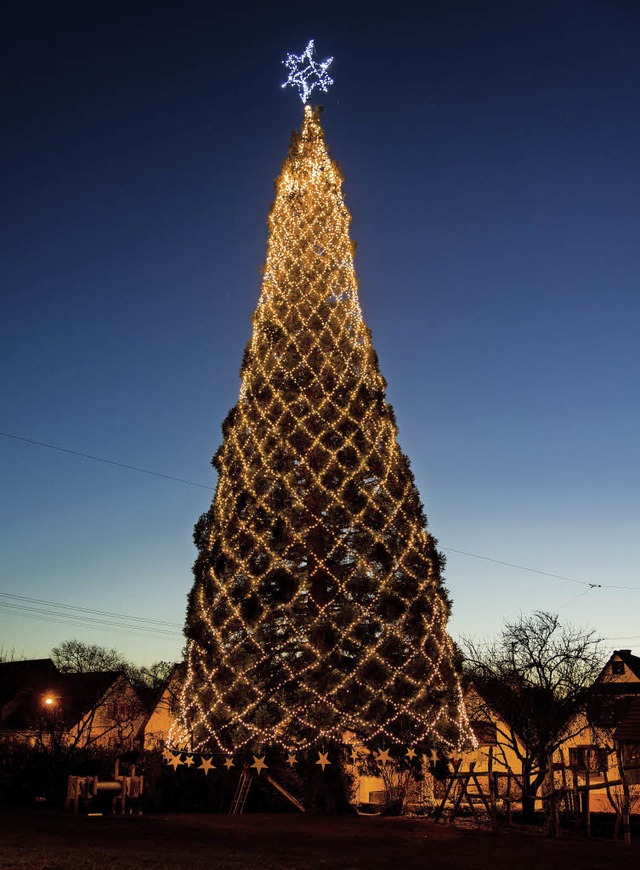 Die mehr als 30 Meter hohe Wellingtoni...bender Weihnachtsbaum in Deutschland.   | Foto: Archivfoto: Olaf Michel