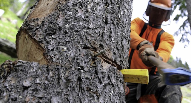 Bume fllen soll knftig auch in den ...en unter die Baumschutzsatzung fallen.  | Foto: dpa