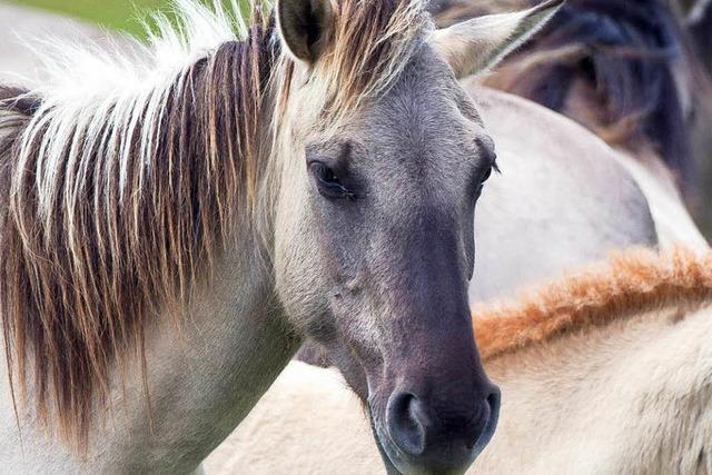 Verletztes Pferd: Unbekannter misshandelt Stute in flingen