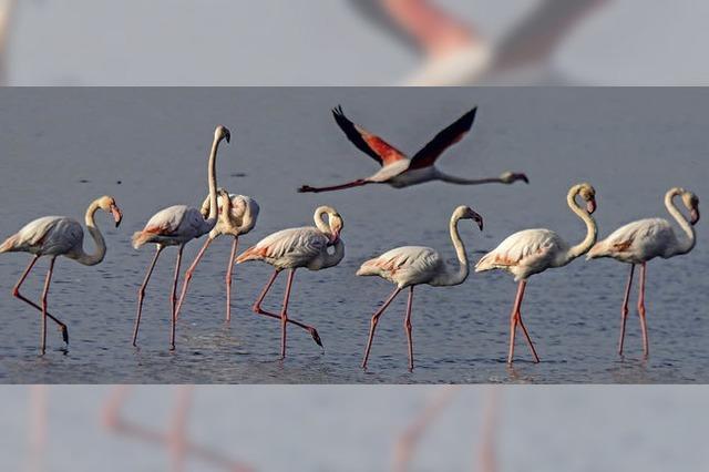 Flamingos in Kuwait