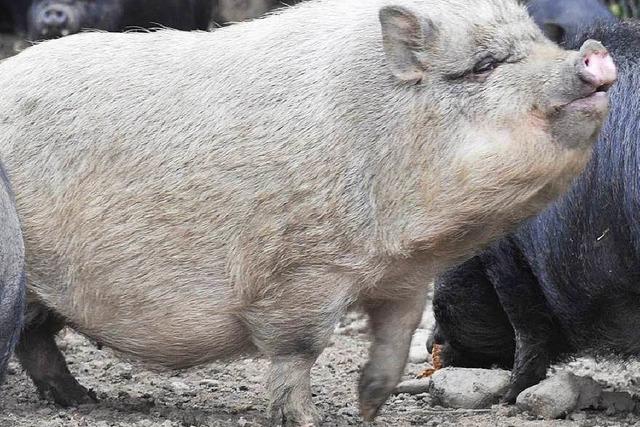 Jger erschiet versehentlich ein Hngebauchschwein – Brger sauer