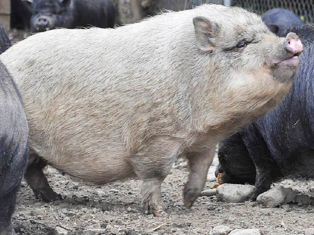 Ein Hngebauchschwein wurde in Hasel e...hielt, das Schden im Wald verursacht.  | Foto: Ingo Schneider
