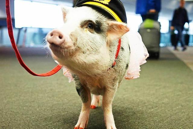 Minischwein LiLou hilft Passagieren mit Flugangst