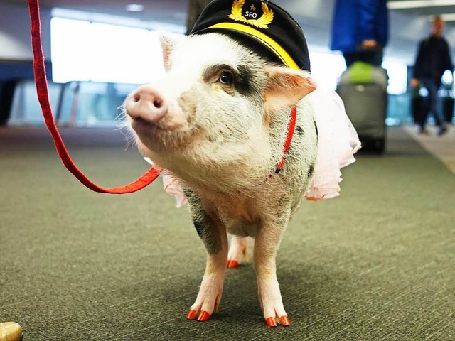 Das Minischwein LiLou ist auf dem Flug...au von Stress und Flugangst zu helfen.  | Foto: dpa