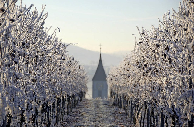Winterliches Reben-Idyll  bei Oberschopfheim   | Foto: Hubert Rderer