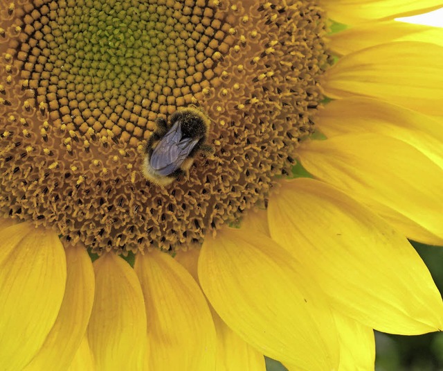 Hummeln und Bienen sind wichtige Best...men und Wiesenblumen eingesten Acker.  | Foto: Jutta Schtz