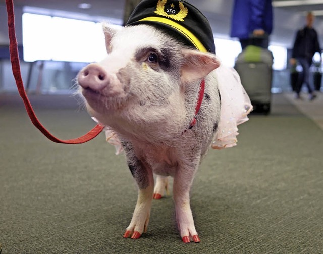 Schwein Li Lou ist der Liebling aller  ngstlichen Passagiere.   | Foto: DPA