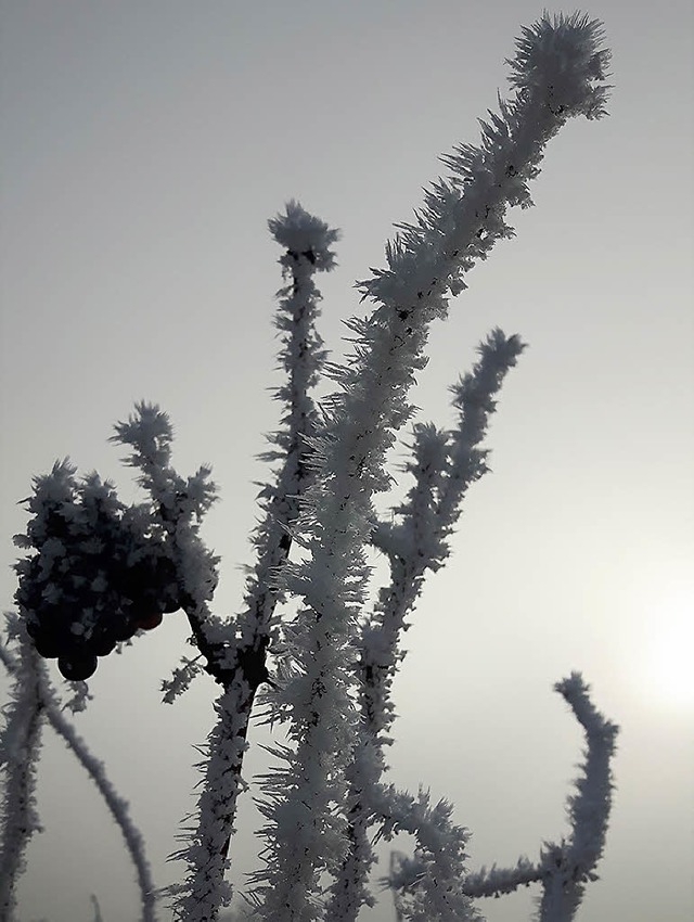   | Foto: Dirk Speitmann-Ehrler