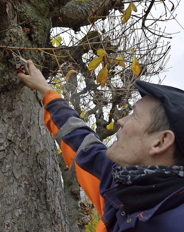 Baumkontrolleur Stefan Trautmann schau...z auf einem Baum im Kastanienpark an.   | Foto: Horatio Gollin