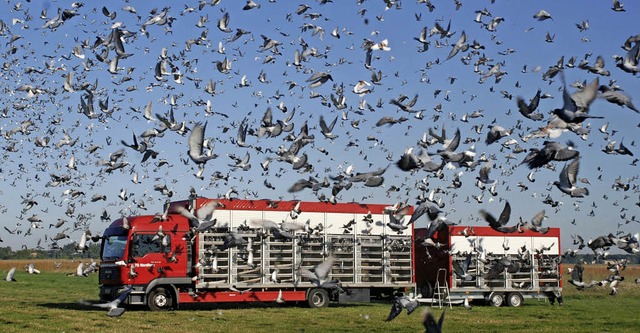 Hochleistungsvgel unter sich: Die Tau... am schnellsten Heim fliegt, gewinnt.   | Foto: ArchiV: Verband Deutscher Brieftaubenzchter