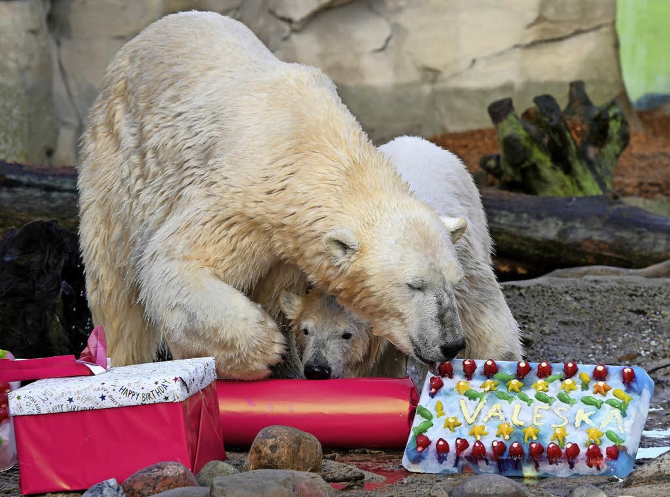 Während Eisbärkind Lili noch vorsichti... Valeska schon am  Geburtstagskuchen.   | Foto: dpa