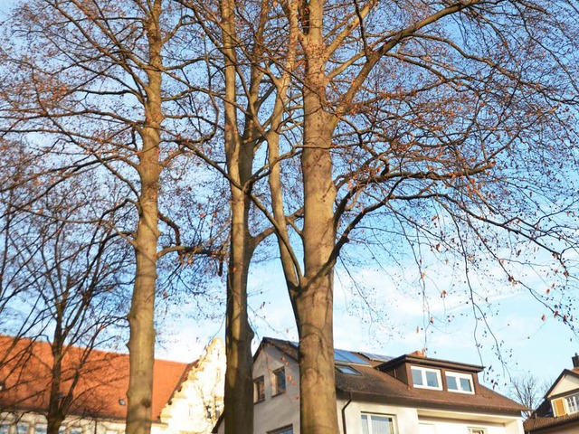 Die Blutbuche (rechts) im Mllheimer H...rd am Dienstag, 13. Dezember, gefllt.  | Foto: Sebastian Krger