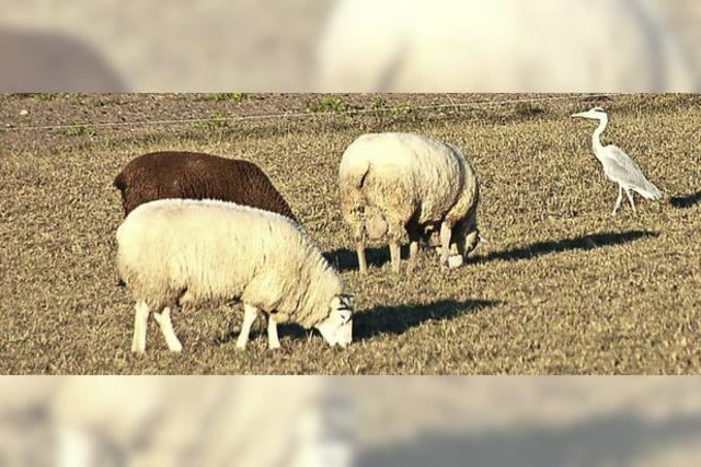 Passt der Reiher wirklich auf?