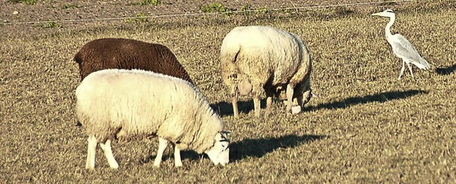 Gruppenbild mit Reiher: Ob dieser die ...enkunft verlief jedenfalls harmonisch.  | Foto: Jutta Binner-Schwarz