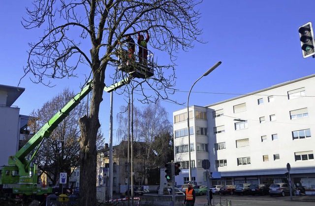 Pilz- und Mottenbefall haben dem Baum ...setzt, dass er gefllt werden musste.   | Foto: Fritsch