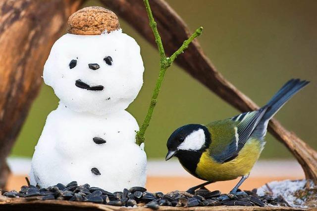 Tipps: Vögel füttern im Winter – und zwar richtig