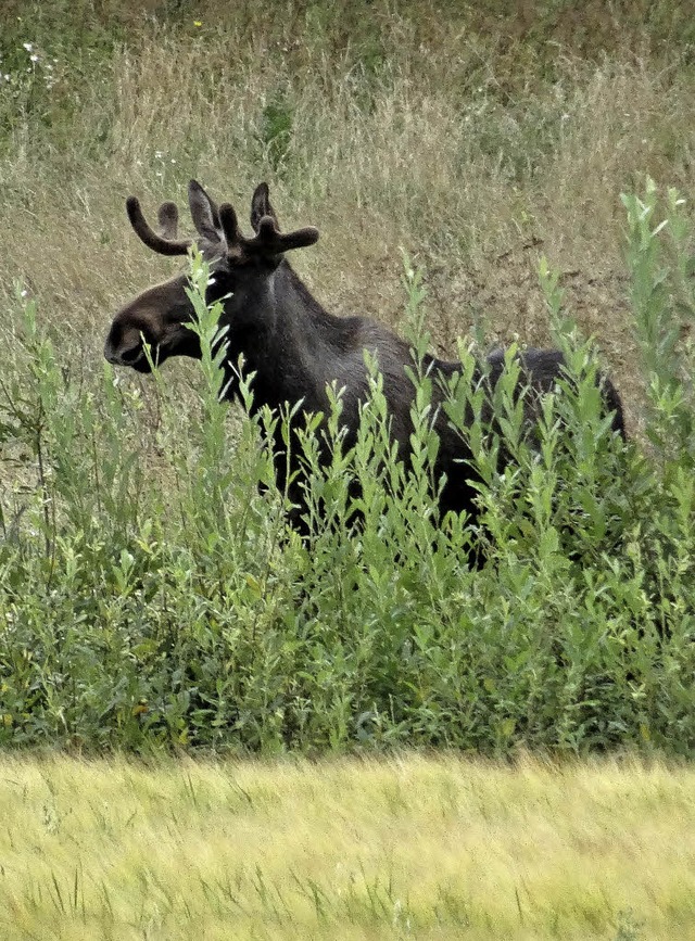 Und noch ein Riesenhirsch  | Foto: Jonah Bhm