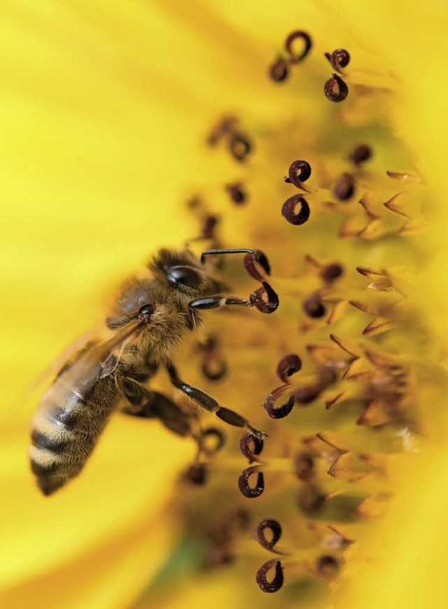 Honigbiene auf Sonnenblume  | Foto: dpa/privat