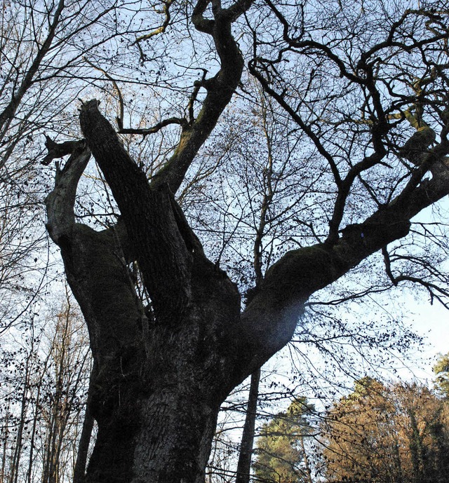 Adieu Kreuzeiche, nur der Stamm darf bleiben.   | Foto: Maja Tolsdorf