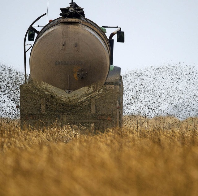 Am Rmmelesbhl soll vor wenigen Tagen wieder Glle ausgebracht worden sein.   | Foto: symbolbild: dpa