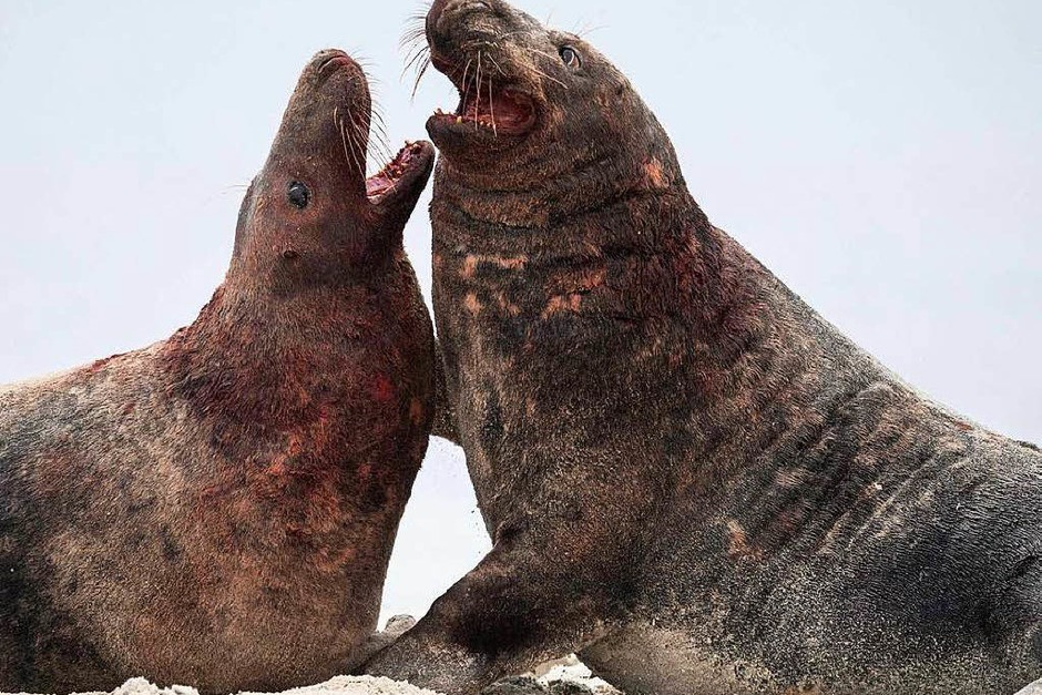 Fotos Kegelrobben Auf Helgoland Panorama Fotogalerien Badische Zeitung