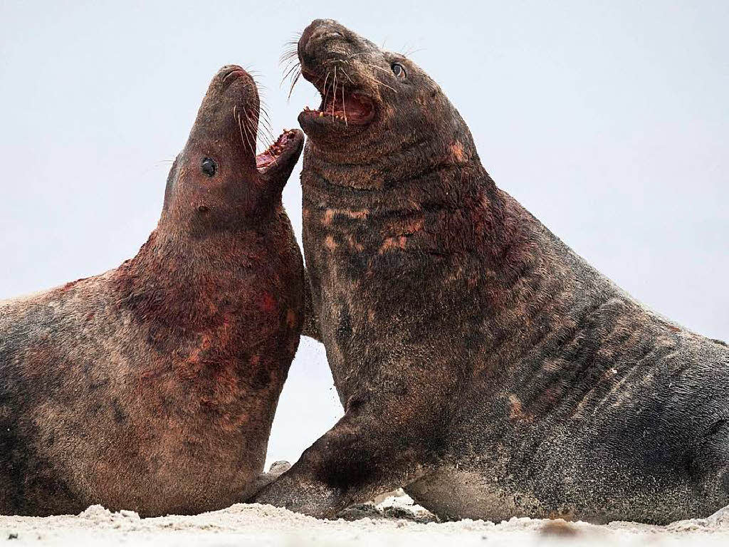 Doch sie knnen auch anders: Zwei Mnnchen kmpfen gegeneinander. Die Robbenart ist das grte in Deutschland frei lebende Raubtier.